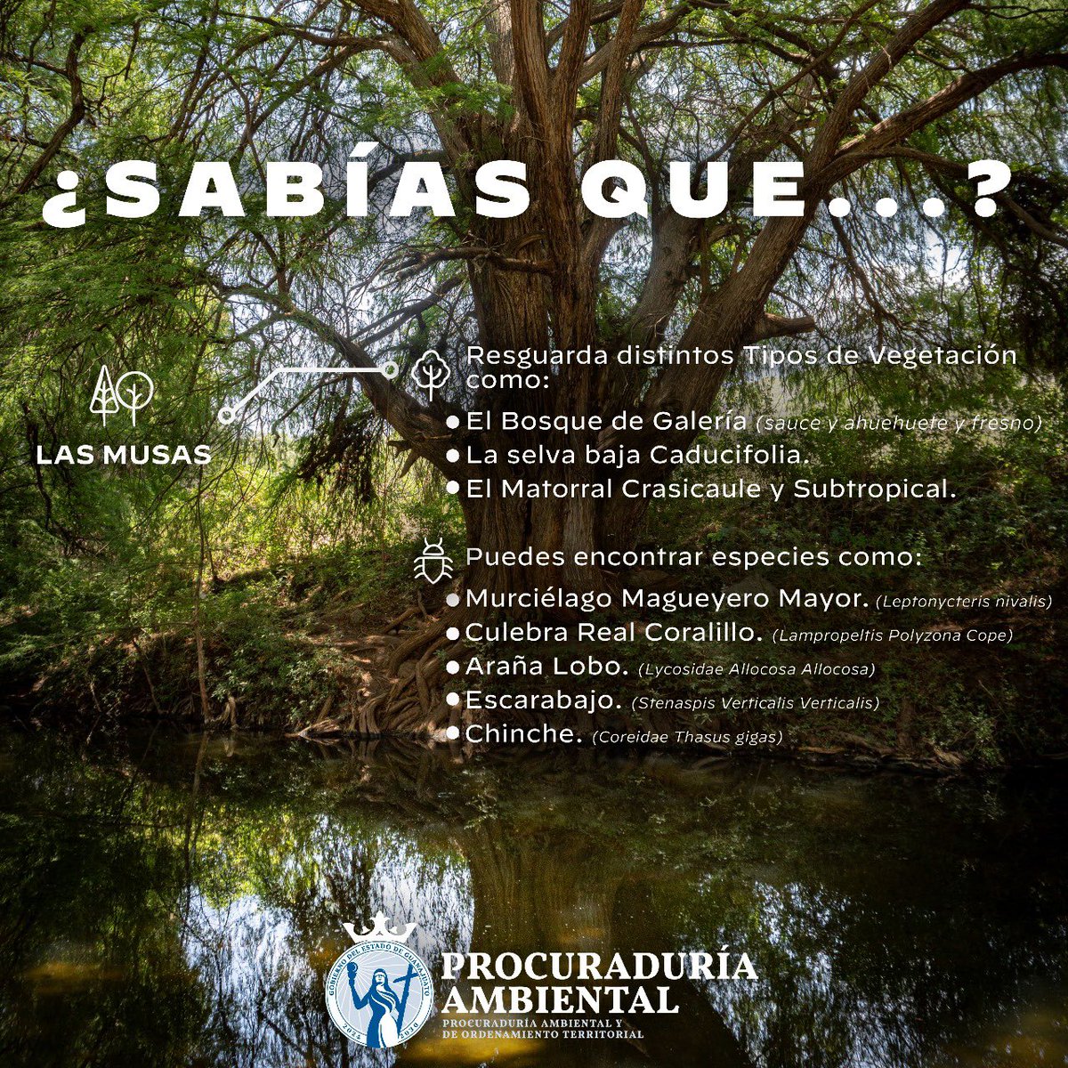 En la Semana de Conservación del Área Natural Protegida Las Musas te invitamos a vivir la experiencia de recorrer una galería natural única, rodeada de majestuosos árboles que te van a encantar 🌳✨

#AmbientalGente #ProcuraduríaAmbiental
