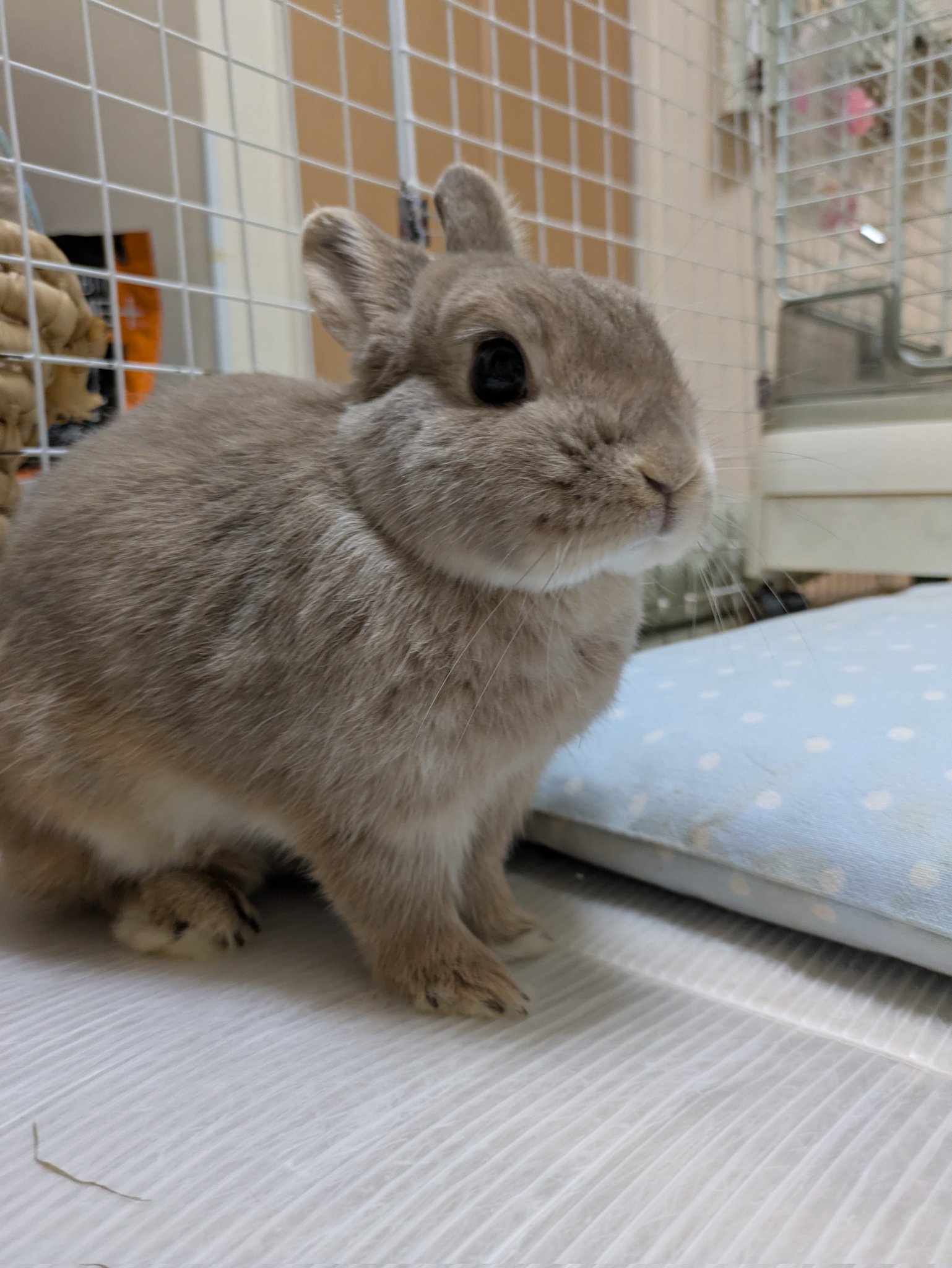 ラシュトン✳︎Rushtonうさぎさん オゾンくん on X: 