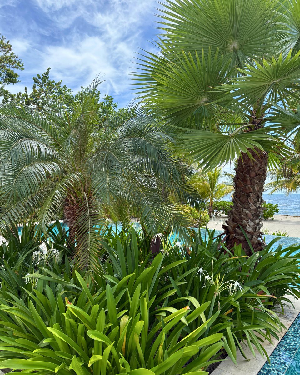 Gecko Vacation Rentals tweet media