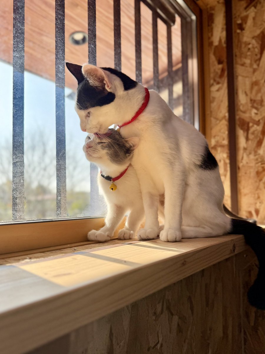 omochi_nam01's tweet photo. オーケー、オーケー。 今日は #世界猫の日 ね。 TLを猫まみれにする日ですね！！！！！！ 世界中の猫たちに、ご飯と幸せが矢のように降り注ぎますように！！！！！ https://t.co/RxAEMfgdqS