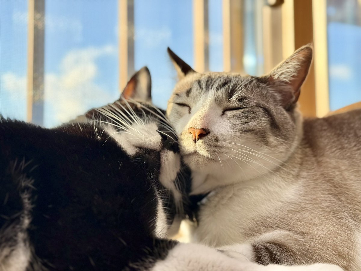 omochi_nam01's tweet photo. オーケー、オーケー。 今日は #世界猫の日 ね。 TLを猫まみれにする日ですね！！！！！！ 世界中の猫たちに、ご飯と幸せが矢のように降り注ぎますように！！！！！ https://t.co/RxAEMfgdqS