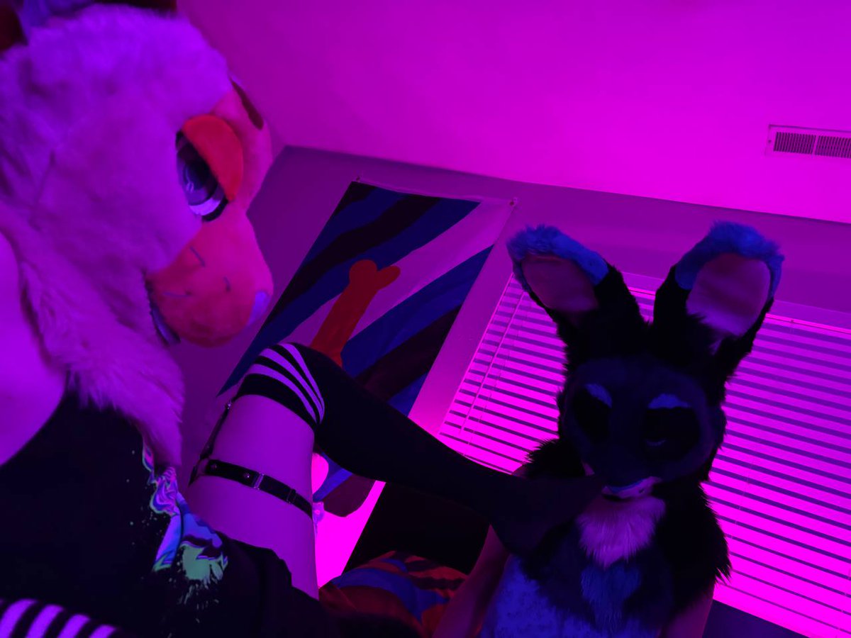 Paws on the face keeps a good boy in place.

The adorable 🐇: <a href="/BunnyApollo/">Apollo Bunny</a> 

And the one and only  📸 by: <a href="/BigKittyToki/">Toki</a>