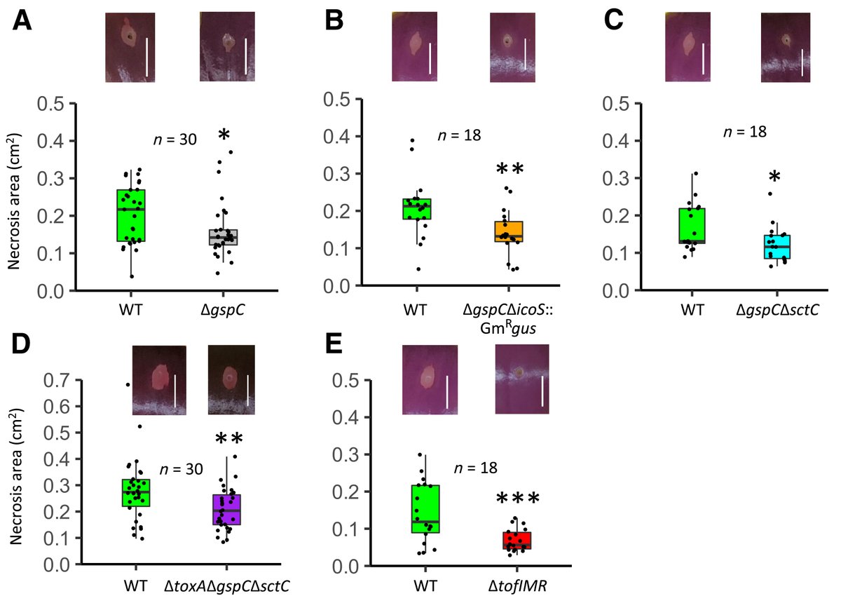 MPMI Journal (@mpmijournal) on Twitter photo Slippery skin of onion, caused by Burkholderia gladioli pv. alliicola (Bga), is a globally reported disease with poorly understood virulence mechanisms. <a href="/sujan_pau/">Sujan Paudel</a> et al. used genomics and reverse genetics to identify key virulence factors in Bga, regulated partly by quorum Slippery skin of onion, caused by Burkholderia gladioli pv. alliicola (Bga), is a globally reported disease with poorly understood virulence mechanisms. <a href="/sujan_pau/">Sujan Paudel</a> et al. used genomics and reverse genetics to identify key virulence factors in Bga, regulated partly by quorum