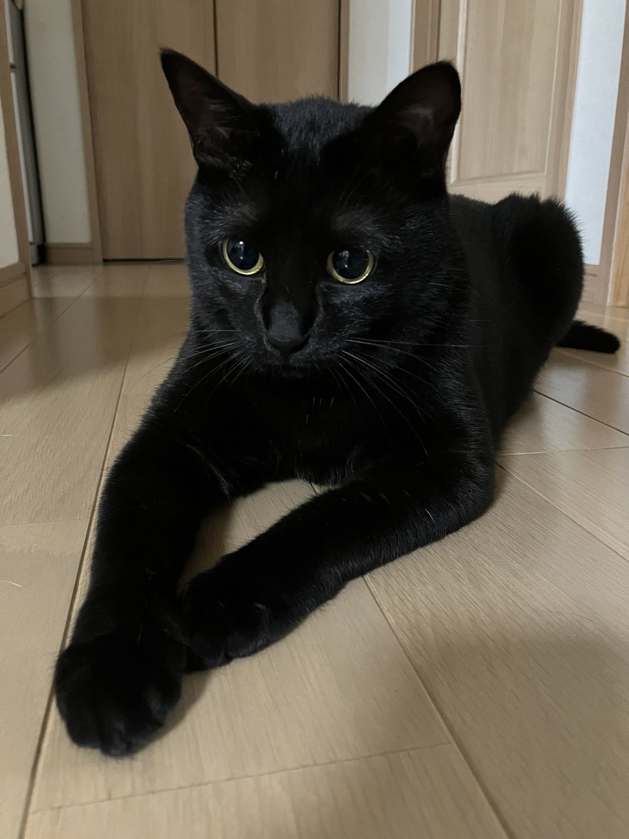 おはようございます🐾🐾
キラキラお目目✨でロックオン(๑✧∀✧๑)
 #ねこ #猫好きさんと繋がりたい
 #保護猫 #黒猫 #ねこかわいいね