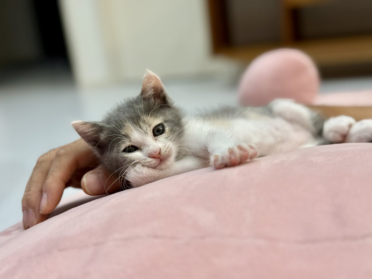 omochi_nam01's tweet photo. 本日は「猫見て正気を保てない症候群」が世界的に流行しますが、治療は不要です。
#世界猫の日 https://t.co/GC5g63t6nx