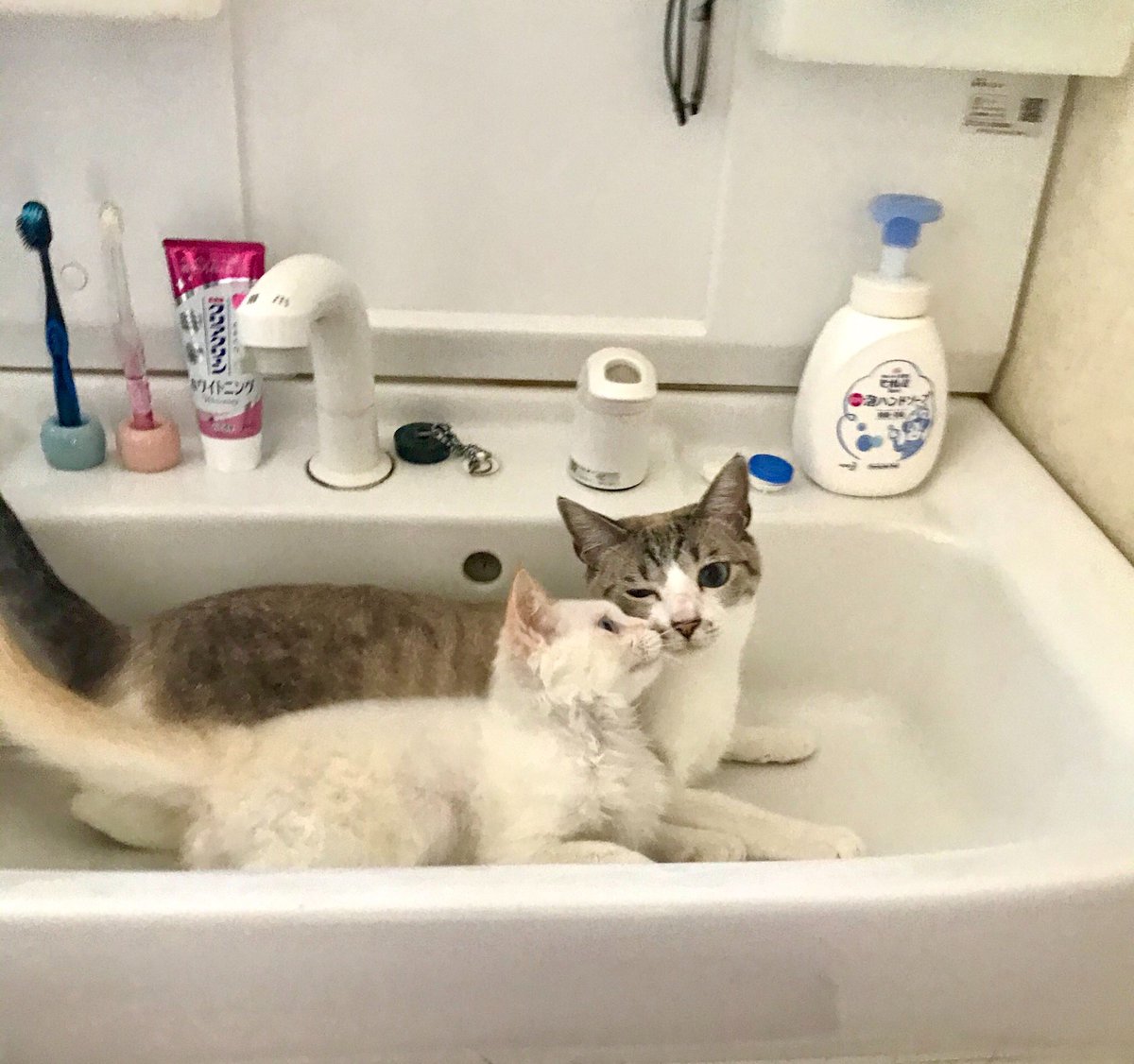omochi_nam01's tweet photo. 本日は「猫見て正気を保てない症候群」が世界的に流行しますが、治療は不要です。
#世界猫の日 https://t.co/GC5g63t6nx
