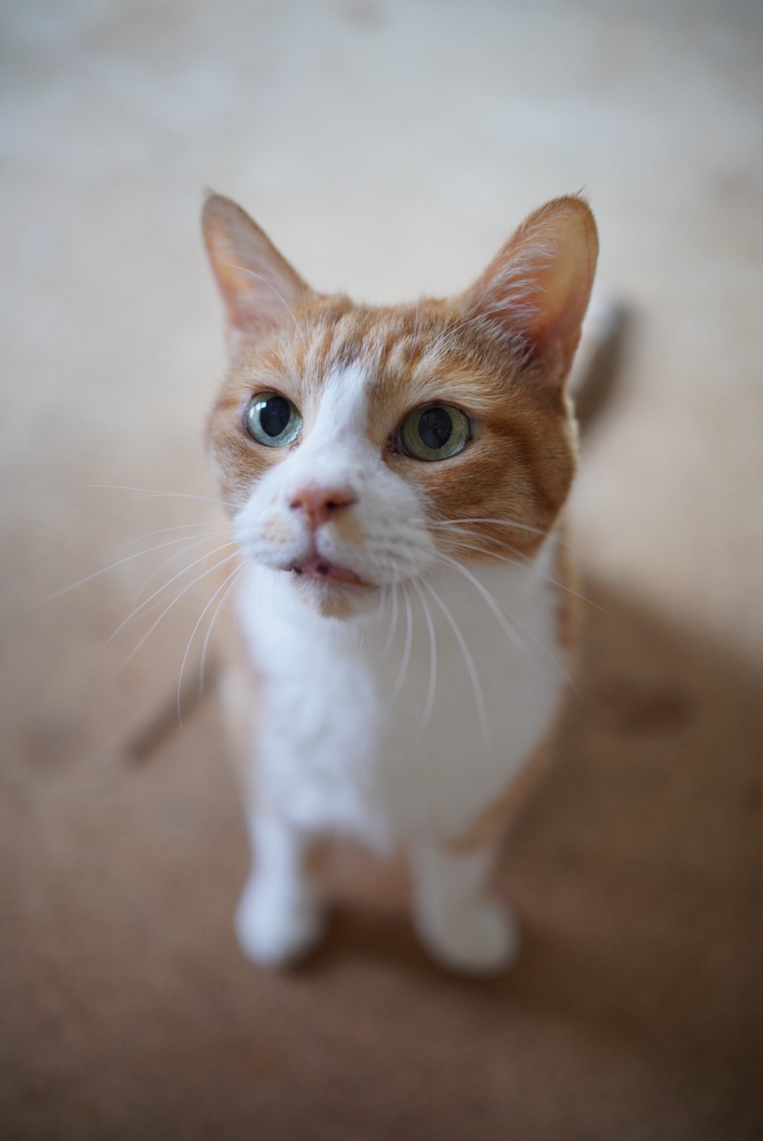 ねこ Zil on X: 