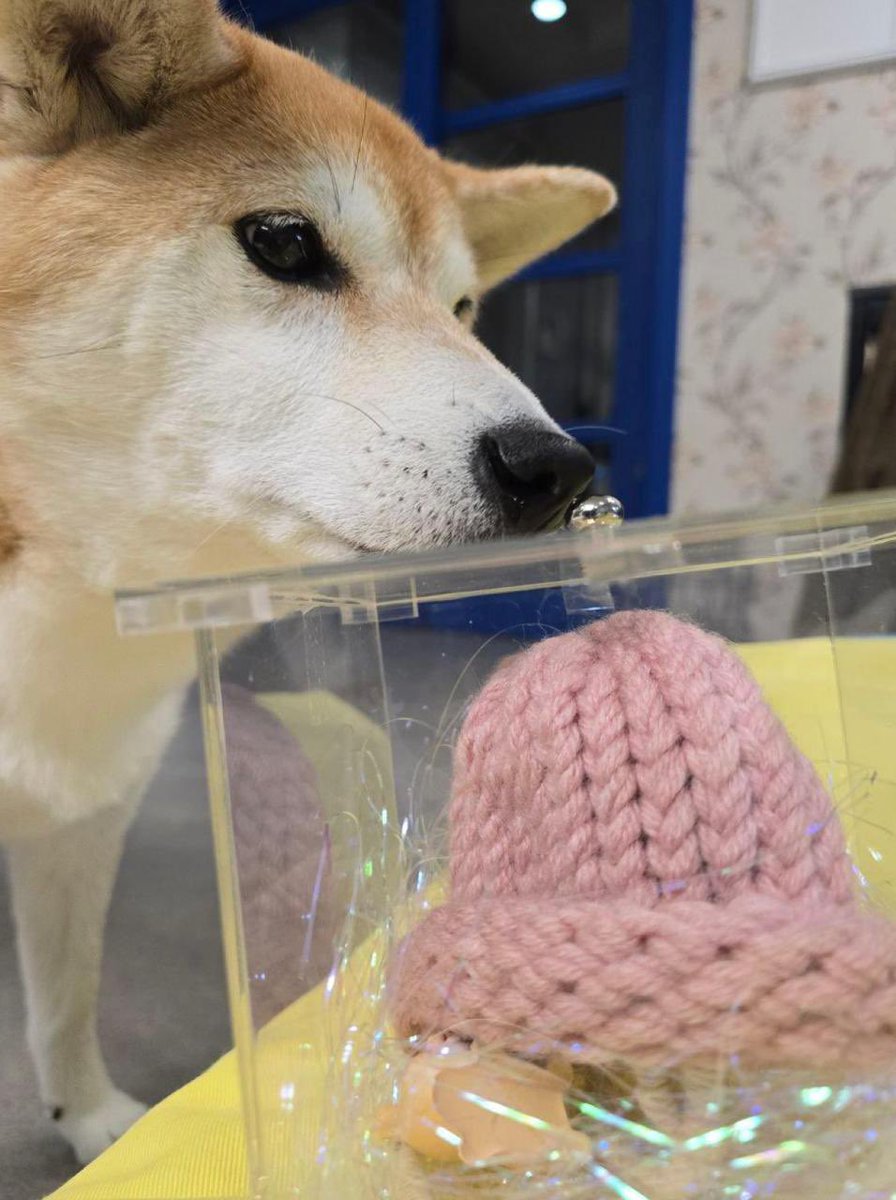 What’s the future of $Achi 

Let’s keep it simple based off recognition/virality
1 Doge
2 Shib
3 Bonk
4 Wif ( is Achi )
5 Achi ( is Wif )

*Rankings subject to change