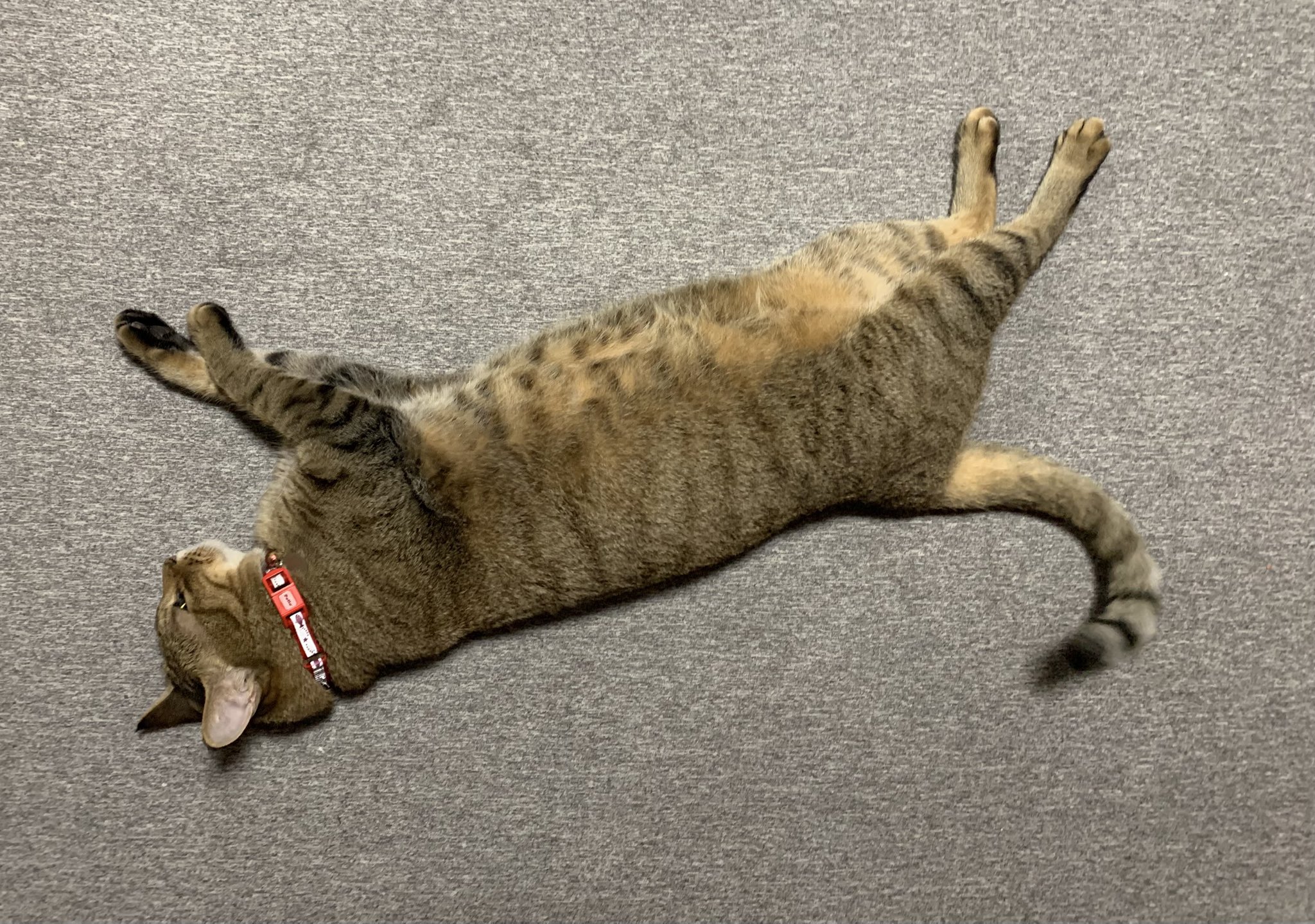 猫神アキラ on X: 