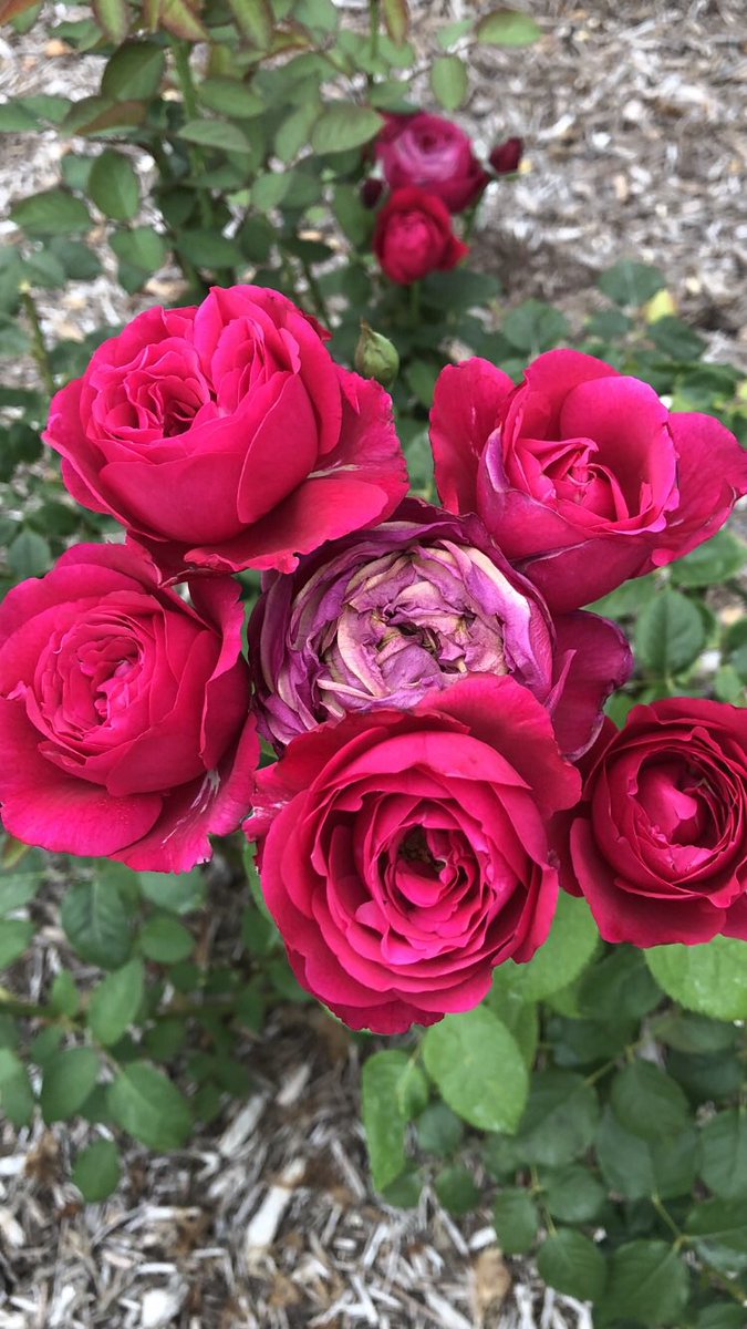 大和定寿 tweet media