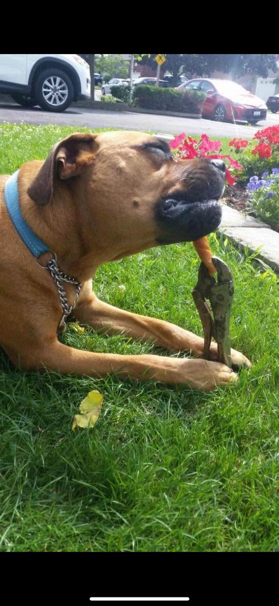 When your to aggressive with your chewies the hudad has a solution 😍 #throwbackthursday #boxerdog #dogsofX #rottweiler