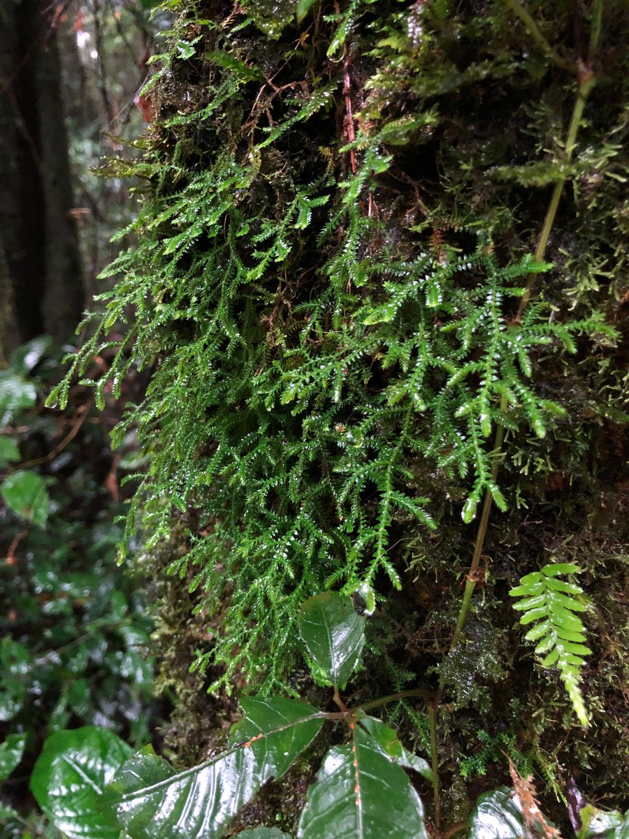 オカピー (@okapi6721) / Posts / X