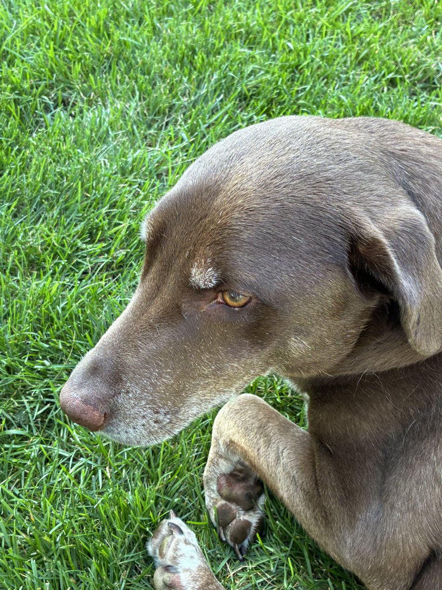 Shout out to the Mrs for getting the mow started tonight! Her what will be 3rd graders would be proud! I finished up and had a great post mow chat with league veteran <a href="/DieselRenius/">Diesel</a> shoutout to <a href="/MillerLite/">Miller Lite</a> and <a href="/TroyBilt/">Troy-Bilt</a> for never letting me down. <a href="/OutKickTNML/">ThursdayNightMowingLeague</a> <a href="/JoeKinseyexp/">Joe Kinsey</a> #TNML