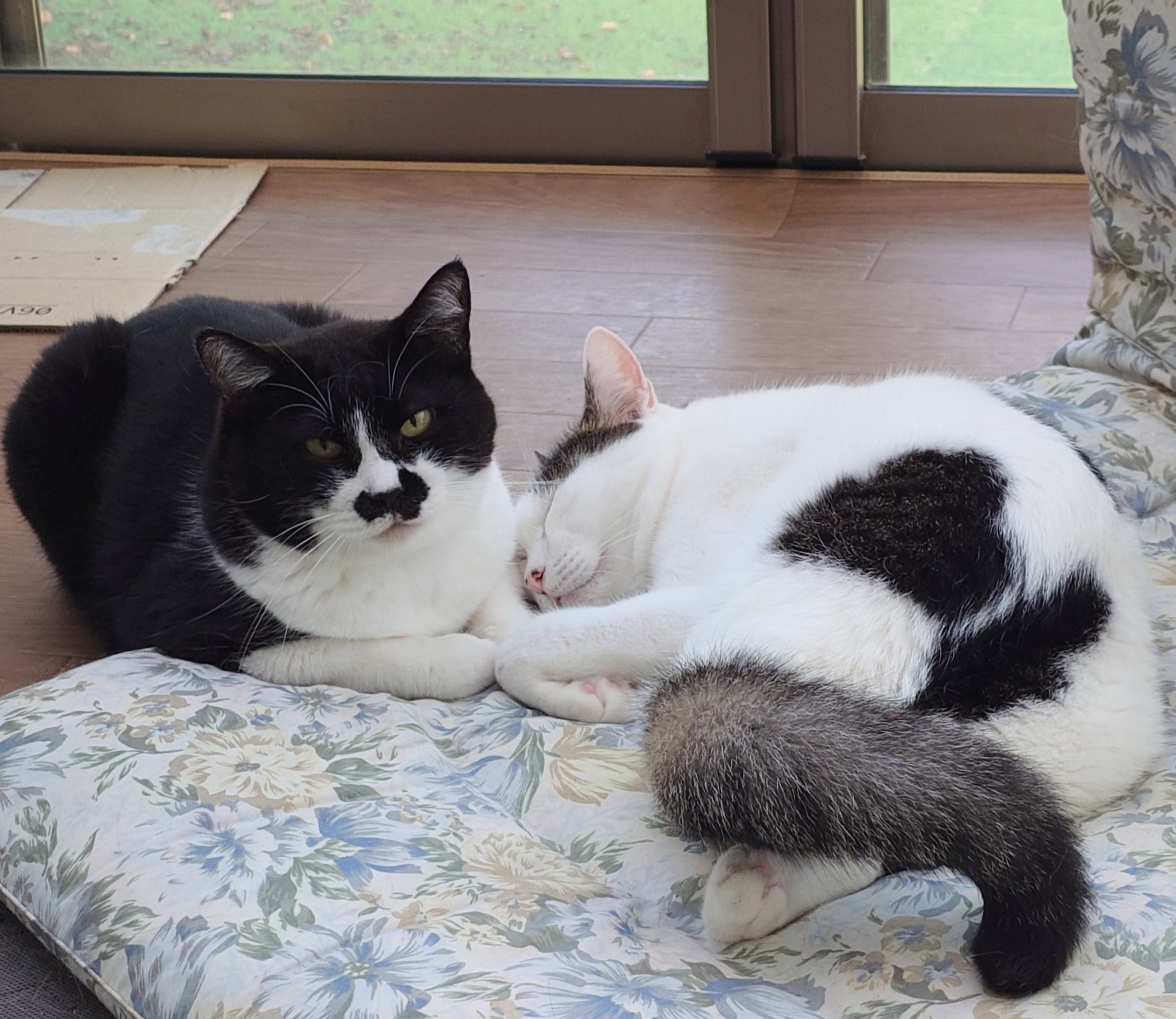 ハチワレ猫ちゃん ティーコゼー 61zJ2IWRSuL._UF894,1000_QL80_.jpg