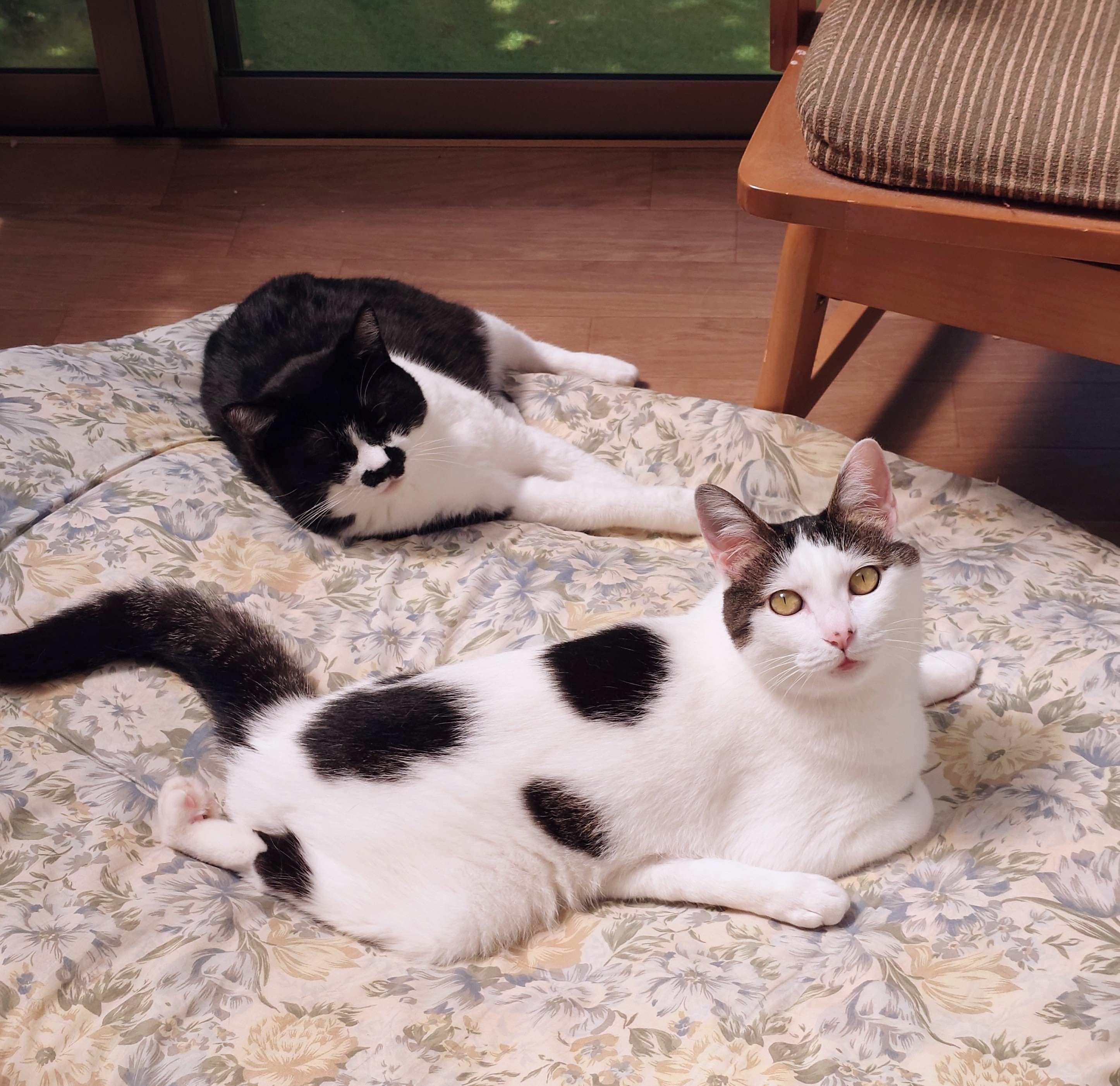 chica0726-cats&animals on X: 