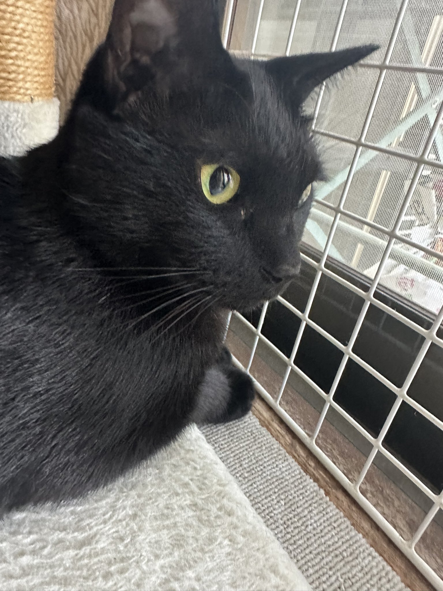 コブたぬキツねこ でかいぬ（ふき🐈コブシ🐈‍⬛） on X: 