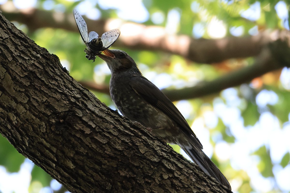 キヤノン本社・下丸子の森でセミを捕まえた #ヒヨドリ の幼鳥。
食べるのが大変そう。

▼野鳥写真図鑑「ヒヨドリ」
global.canon/ja/environment…