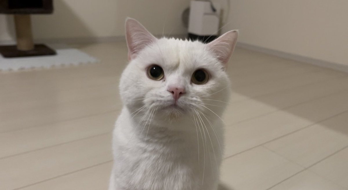 確認ページ♡にゃんことわんこ たっちぃZooにゃんこ ベンガル | リードのおみせ Catail