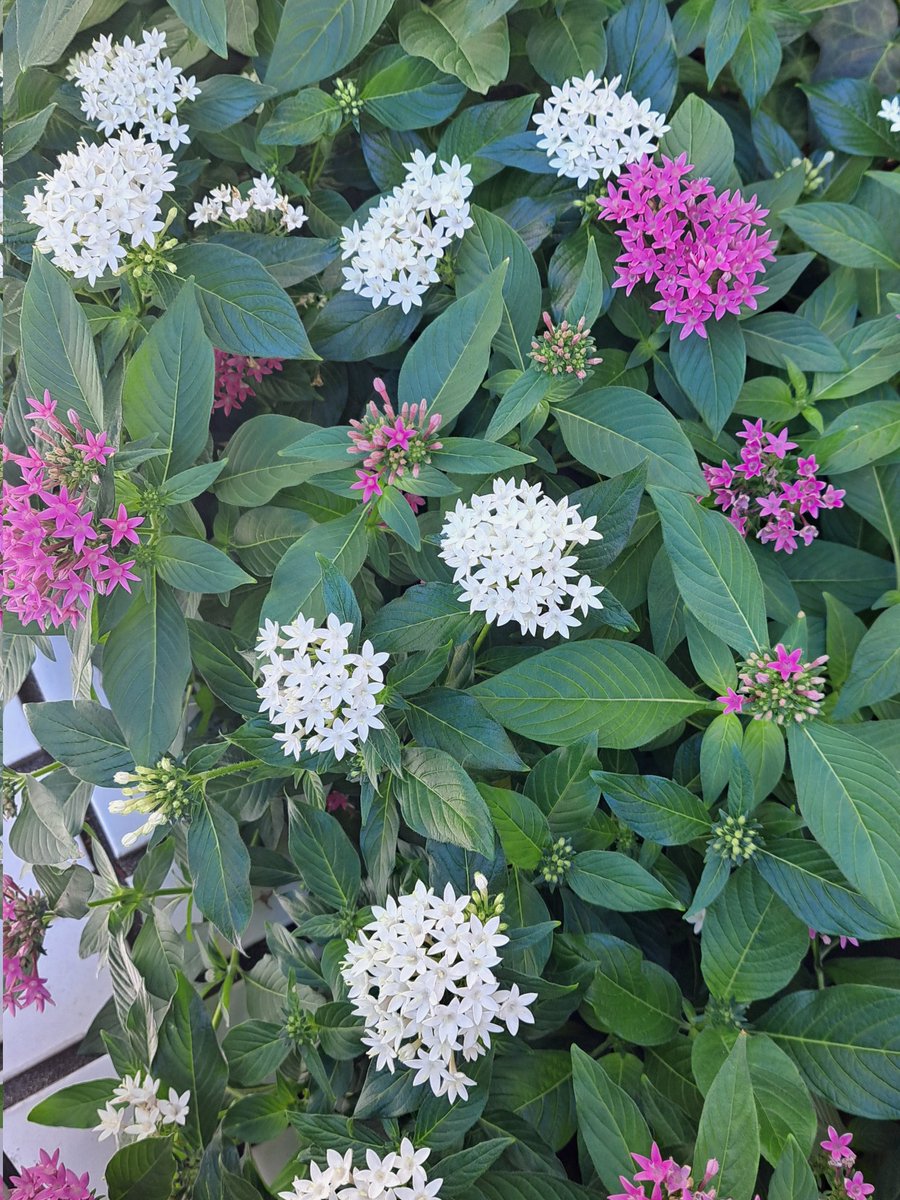 花壇の花です。