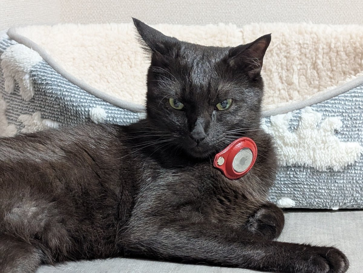 7  黒ねこ 鳥猫 on X: 