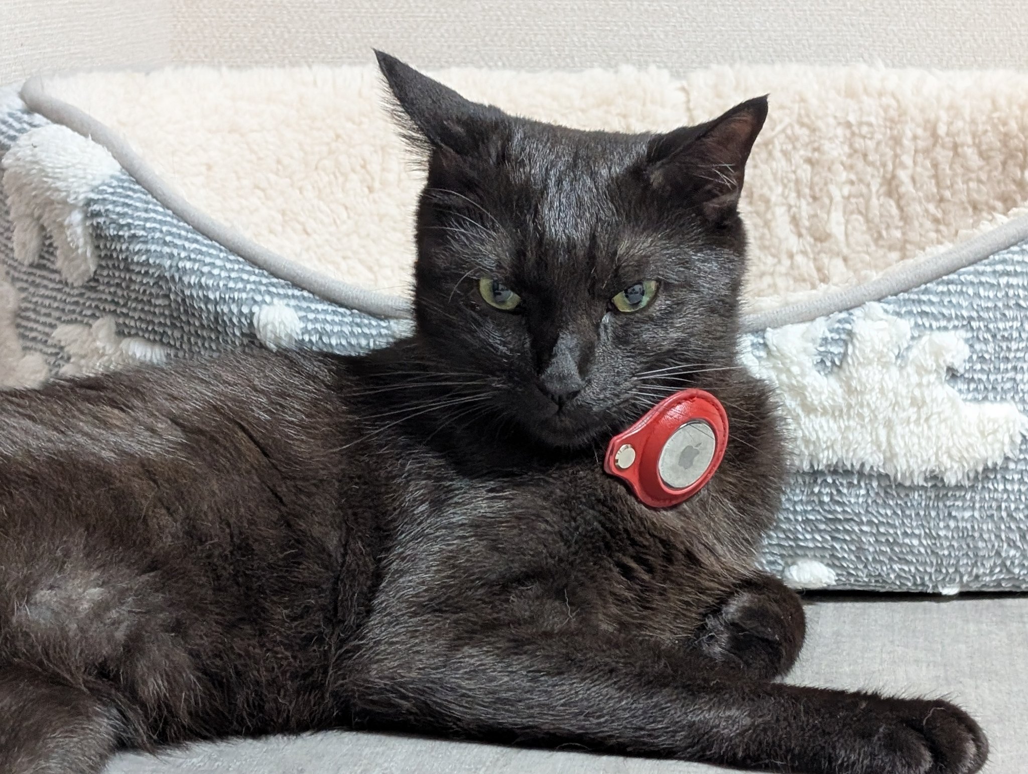 黒猫 鳥猫 on X: