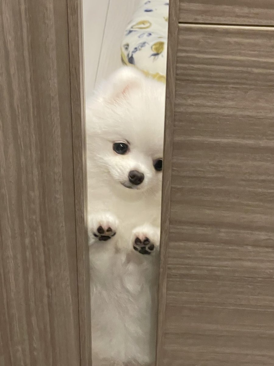 DoorDash, but it’s cuddles.