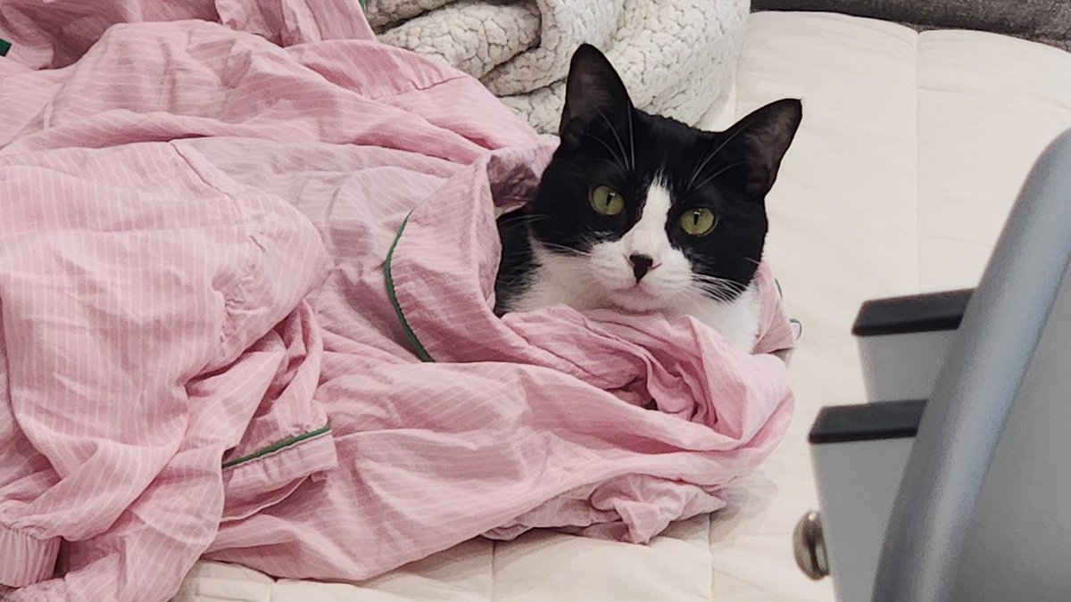 아침에 방충망에 매미가 붙어서 왱왱왜!!!! 하니까 김밥이가 김다닥 뛰쳐나가서 매미 쫓아냄 용맹한 강아지에게 개 큰 따봉 드립니다 👏👏👏👍