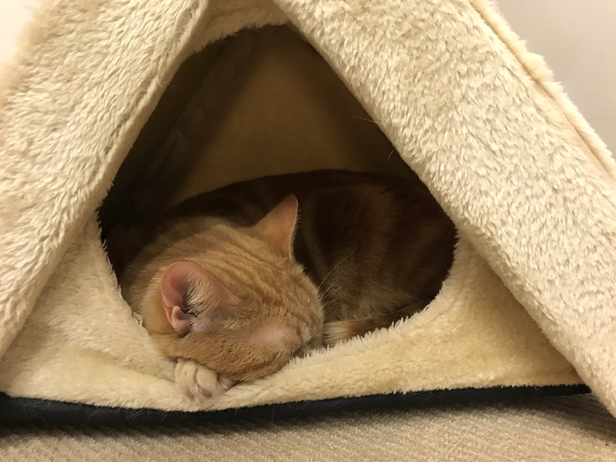 NFCFMC's tweet photo. Happy International🐈Day! We want to celebrate all the responsible #petcats owners. Desexing, microchipping, providing toys, play, love, spots to rest, litter trays &amp; stopping roaming is best for cats, keeps them close to enjoy &amp; reduces angst &amp; costs. Here's to good pet owners! https://t.co/dXnQmFpQAd