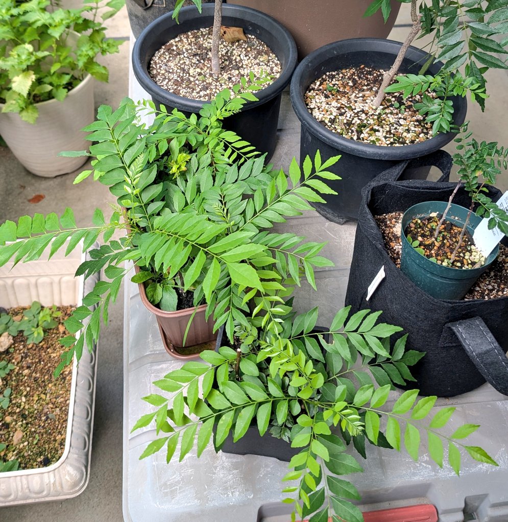 pandatocurry's tweet photo. April→August
今年は剪定した枝もわさわさ
#curryleaf https://t.co/Dfc3fOiXPB