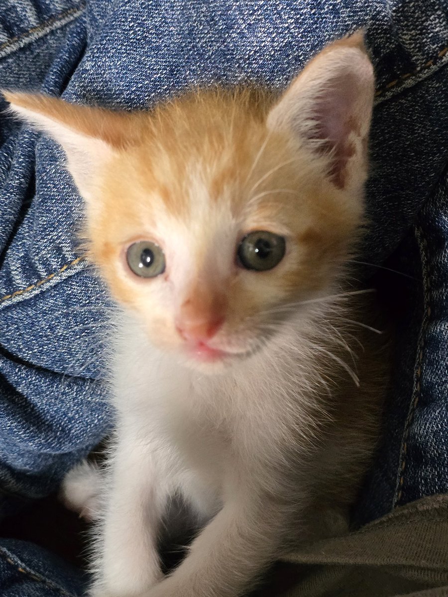 세계 고양이의 날❤️