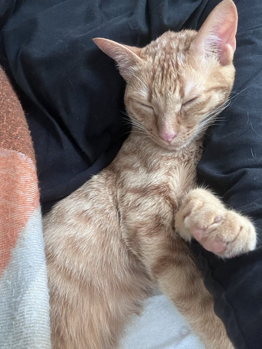 noronorokamesa1's tweet image. 腕まくらネコ🐈

 #世界猫の日