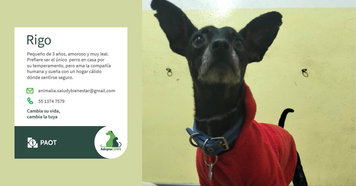 AdoptaCDMX (@adoptacdmx) on Twitter photo Hola, soy Rigo tal vez podré ser pequeño en tamaño pero mi cariño y lealtad son infinitos. Disfruto estar más con personas, ya que por mi temperamento prefiero ser el único perro en casa.
✳️Datos para adopción👇
📧animalia.saludybienestar@gmail.com
📞5513747579 Hola, soy Rigo tal vez podré ser pequeño en tamaño pero mi cariño y lealtad son infinitos. Disfruto estar más con personas, ya que por mi temperamento prefiero ser el único perro en casa.
✳️Datos para adopción👇
📧animalia.saludybienestar@gmail.com
📞5513747579