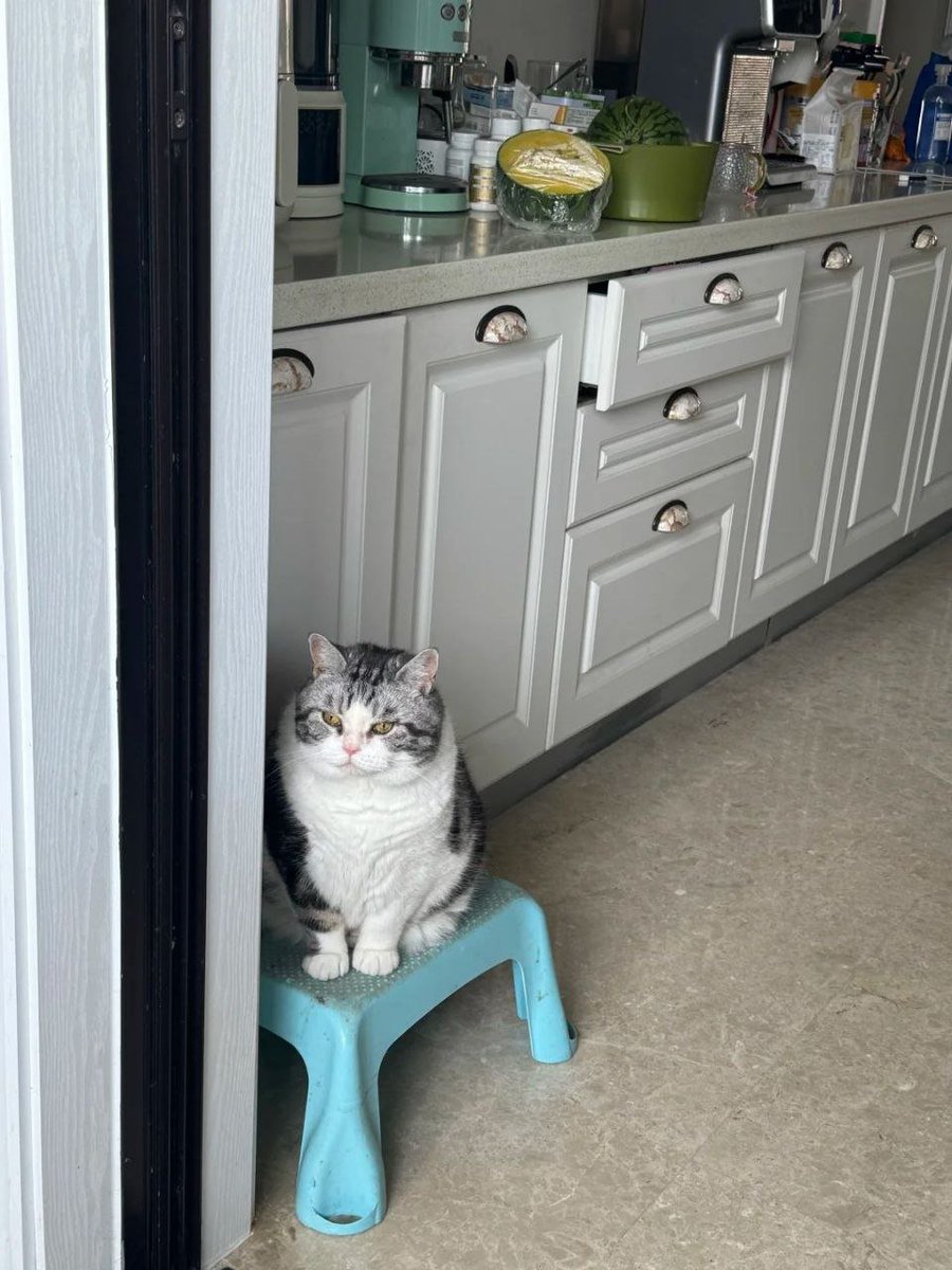 它是在等待谁呢
#宠物
#生活