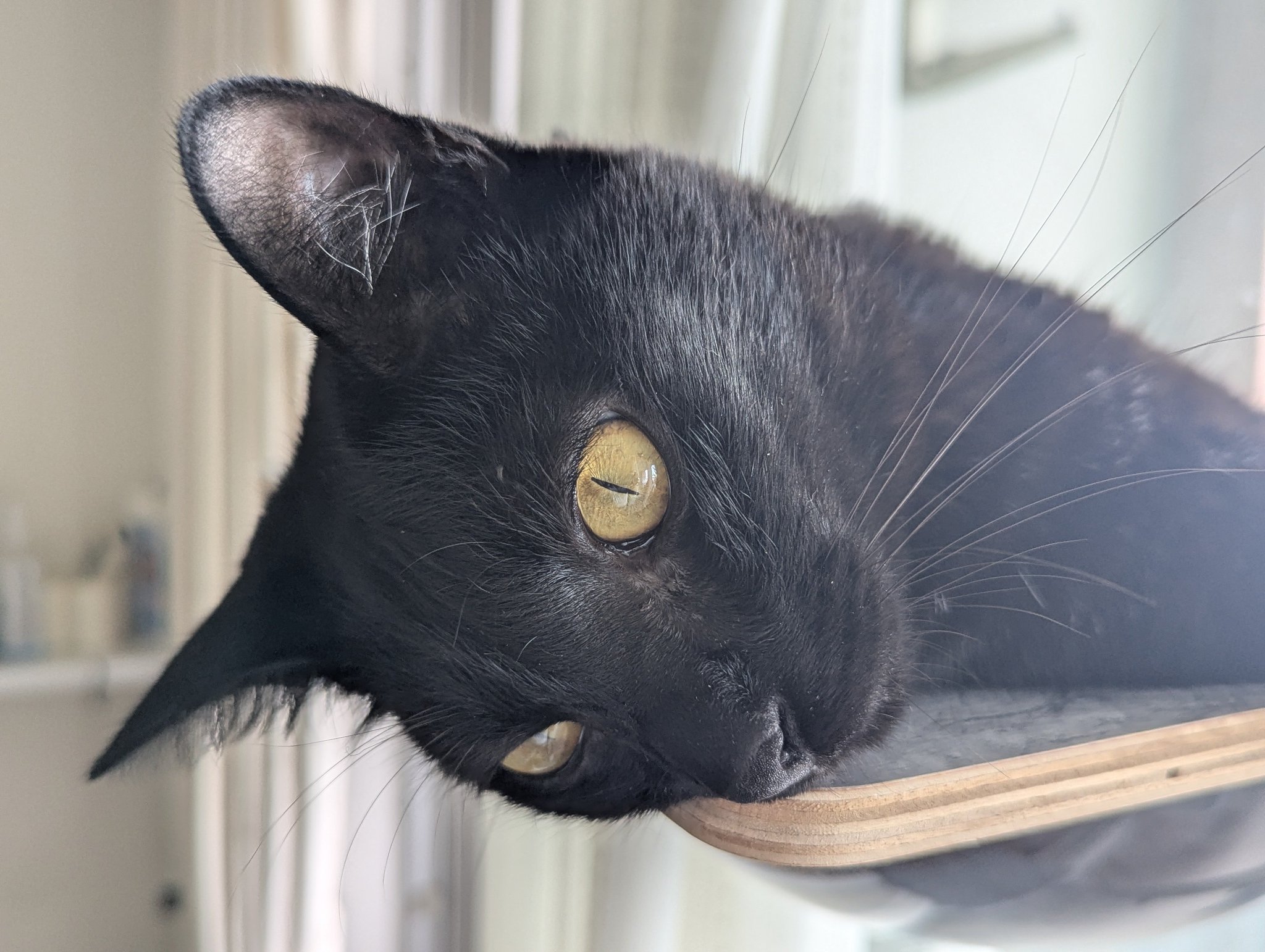 猫A 画像1 ＋ 14 最終値下げしました！ Living with a cat that's over 20 years oldfrom this point