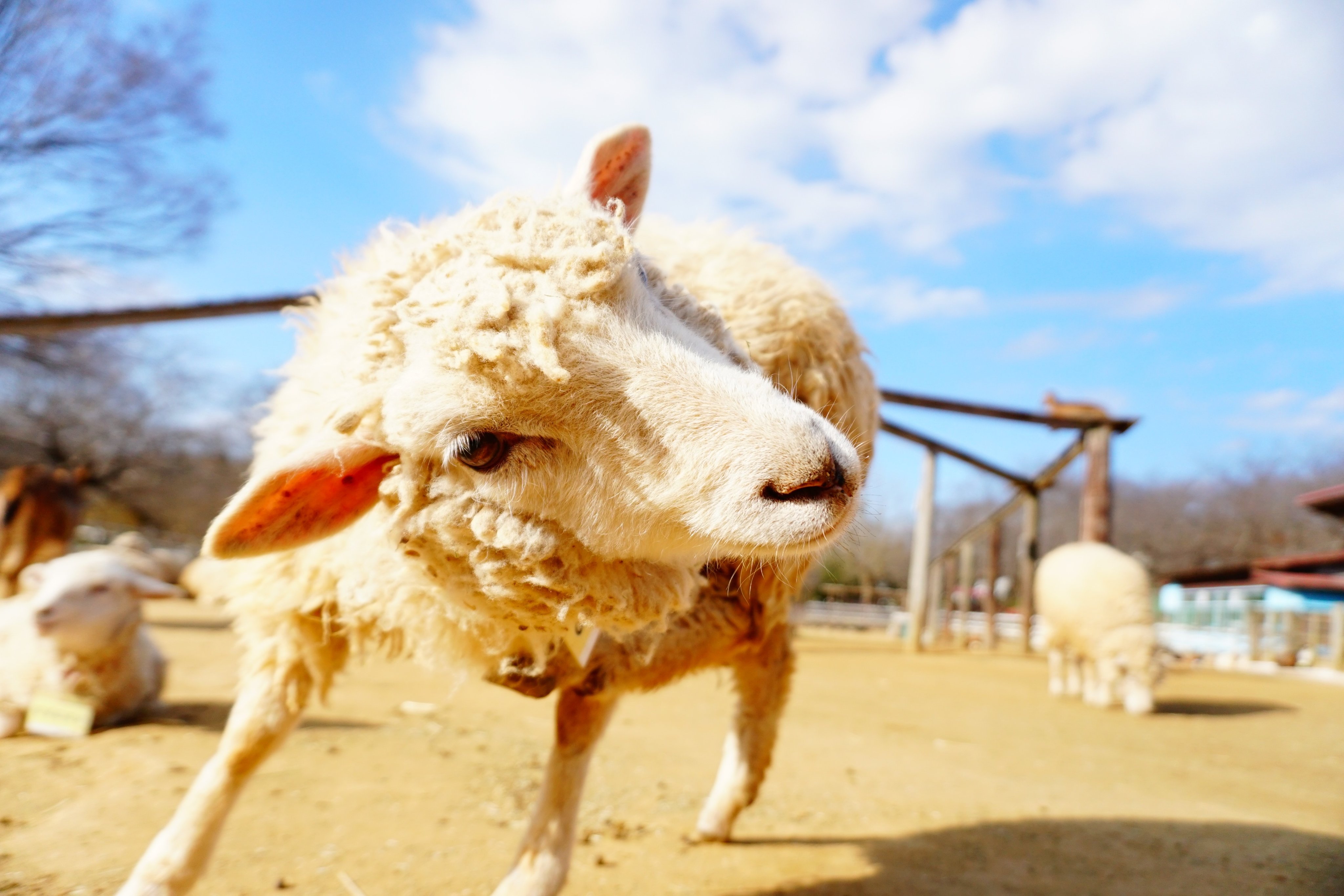 ★ひつじ㊲〜㊺★ ひつじのショーン公式オンラインショップ Shaun the Sheep