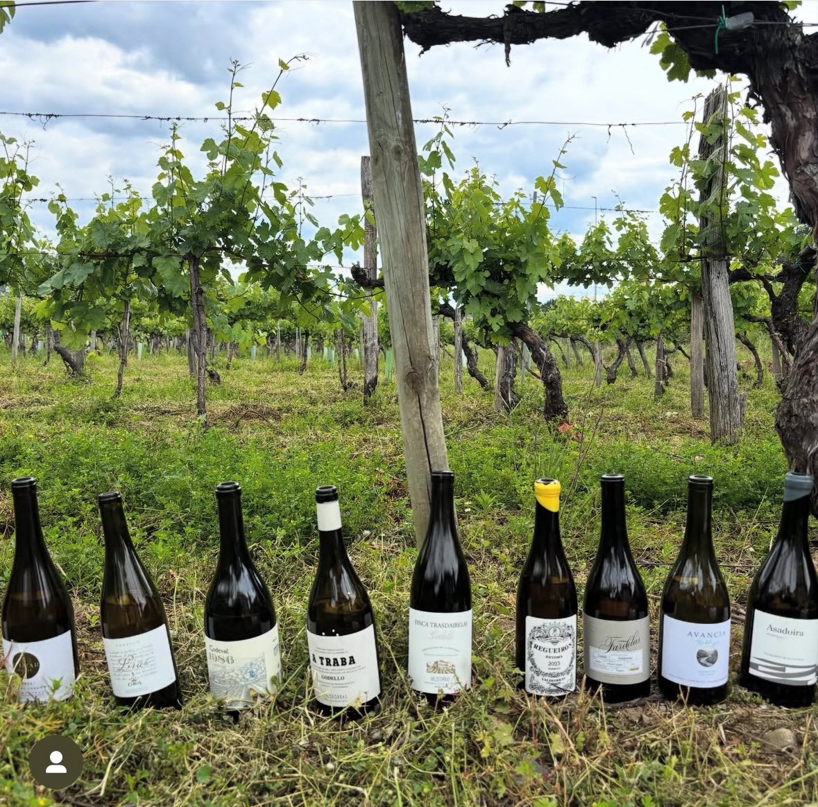 D.O. Valdeorras (@crdovaldeorras) on Twitter photo 🖋️ Para el prestigioso sumiller <a href="/ferrancentelles/">Ferran Centelles</a>, “Godello y Valdeorras son la esencia de Borgoña puesta en Galicia”. 🖋️ Para el prestigioso sumiller <a href="/ferrancentelles/">Ferran Centelles</a>, “Godello y Valdeorras son la esencia de Borgoña puesta en Galicia”.