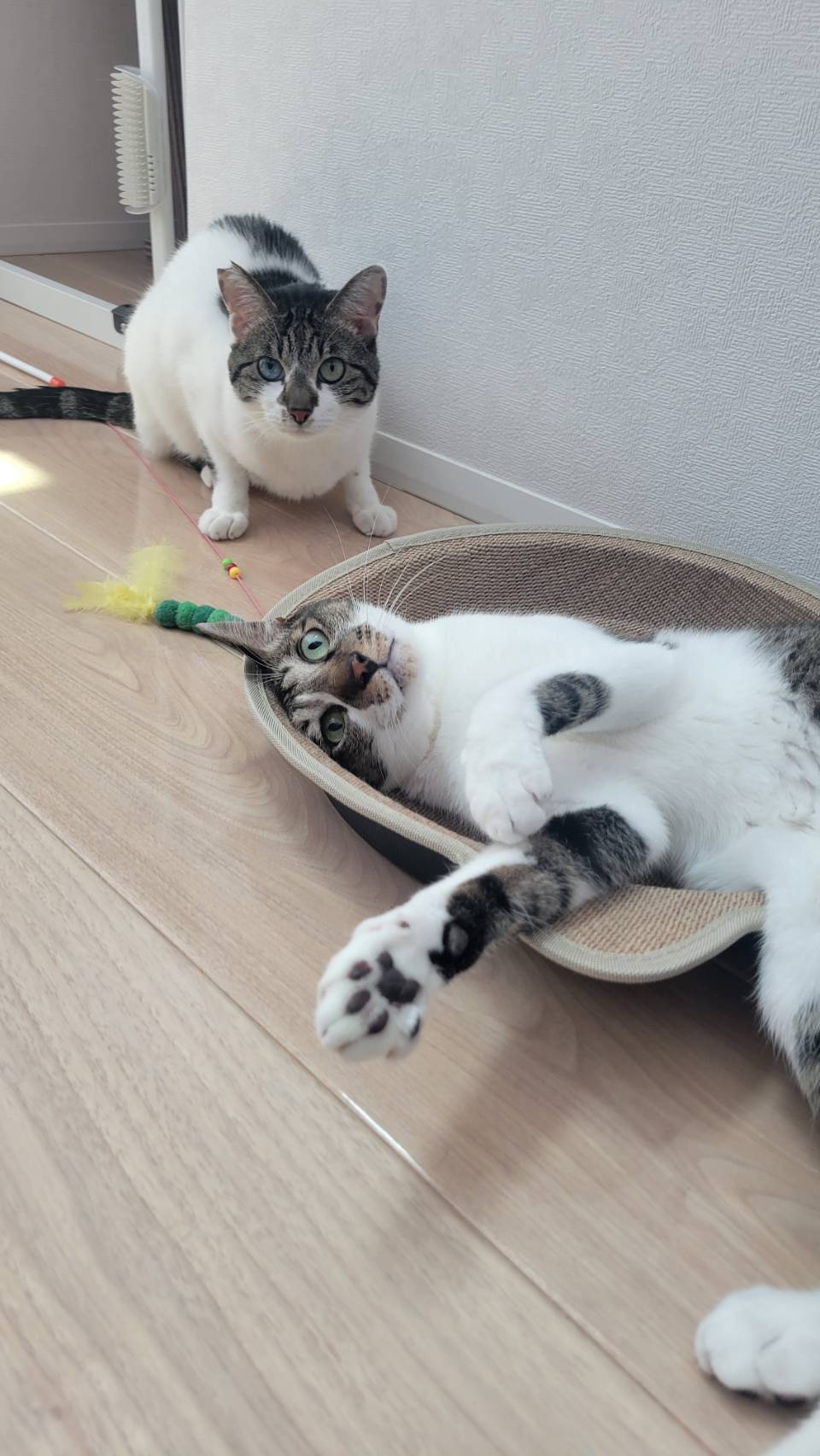 猫ひた 小林希大 8点 セット 猫ひた 小林希大 8周年&9周年 グッズ セット おまけ付き（古川