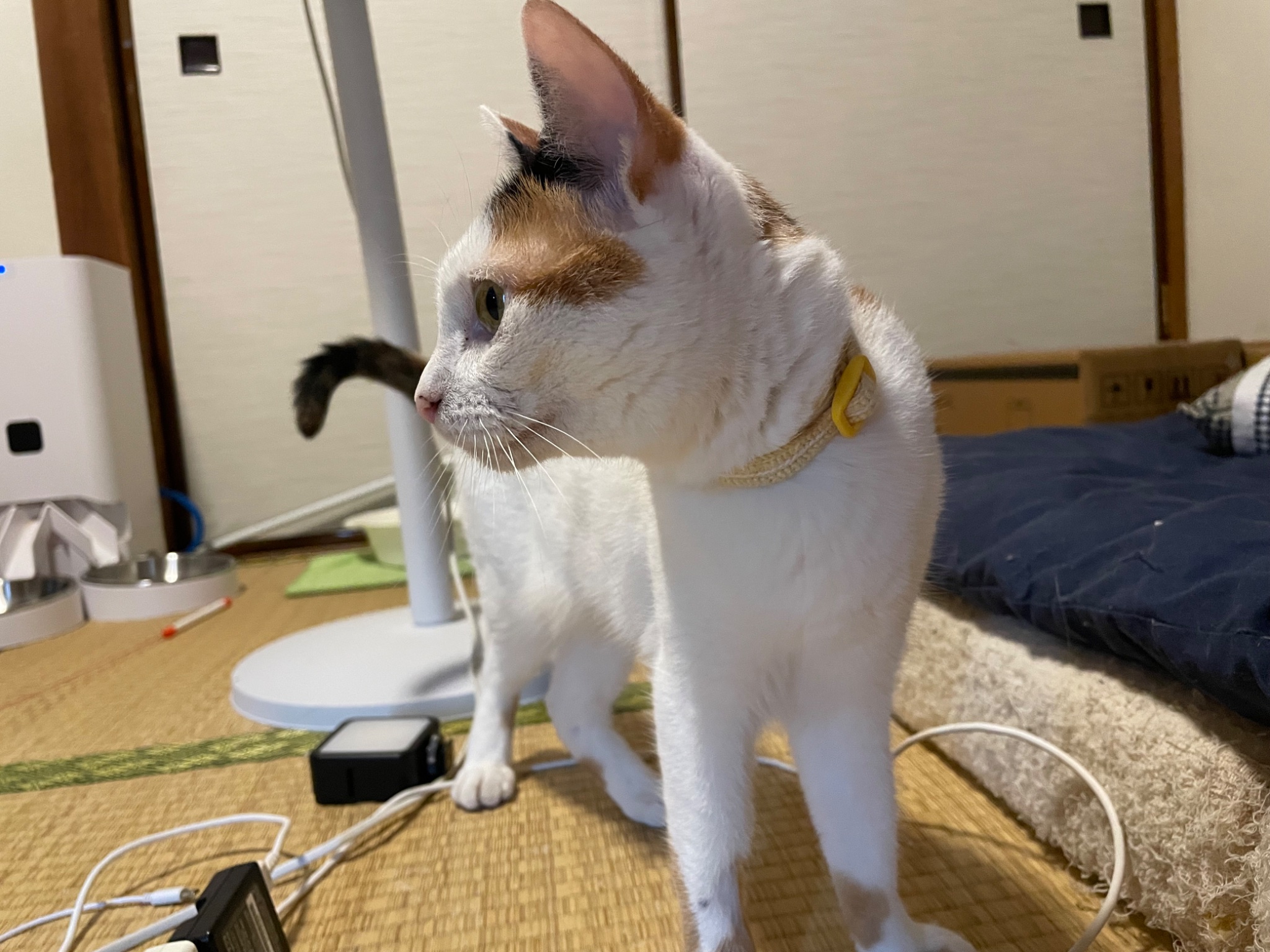 にゃんちくだいすきくらぶ on X: 