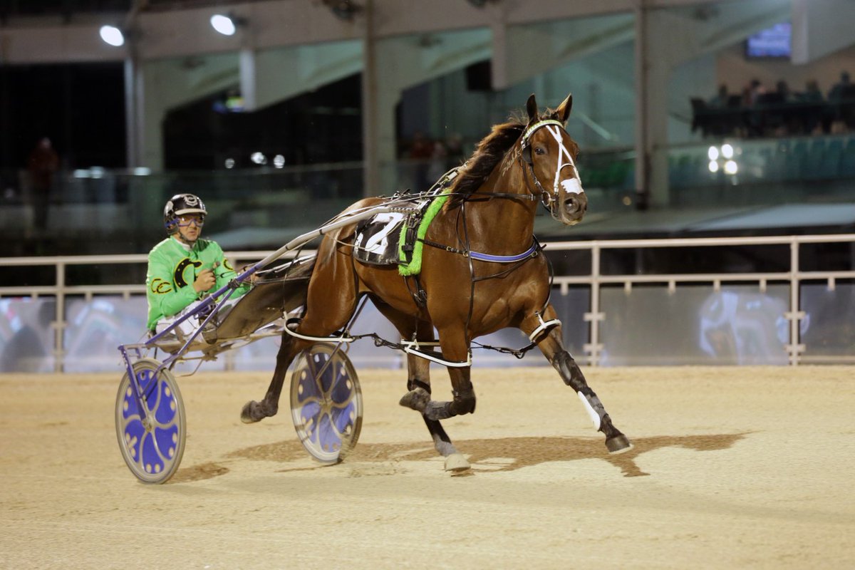 We are excited to see Akuta back racing tonight at Alexandra Park and can't wait to see how the star pacer returns to the race track!
Brittany Graham and Michael Guerin spoke to trainers Mark and Nathan Purdon ahead of the race this evening 
hrnz.co.nz/.../akuta-to-t…