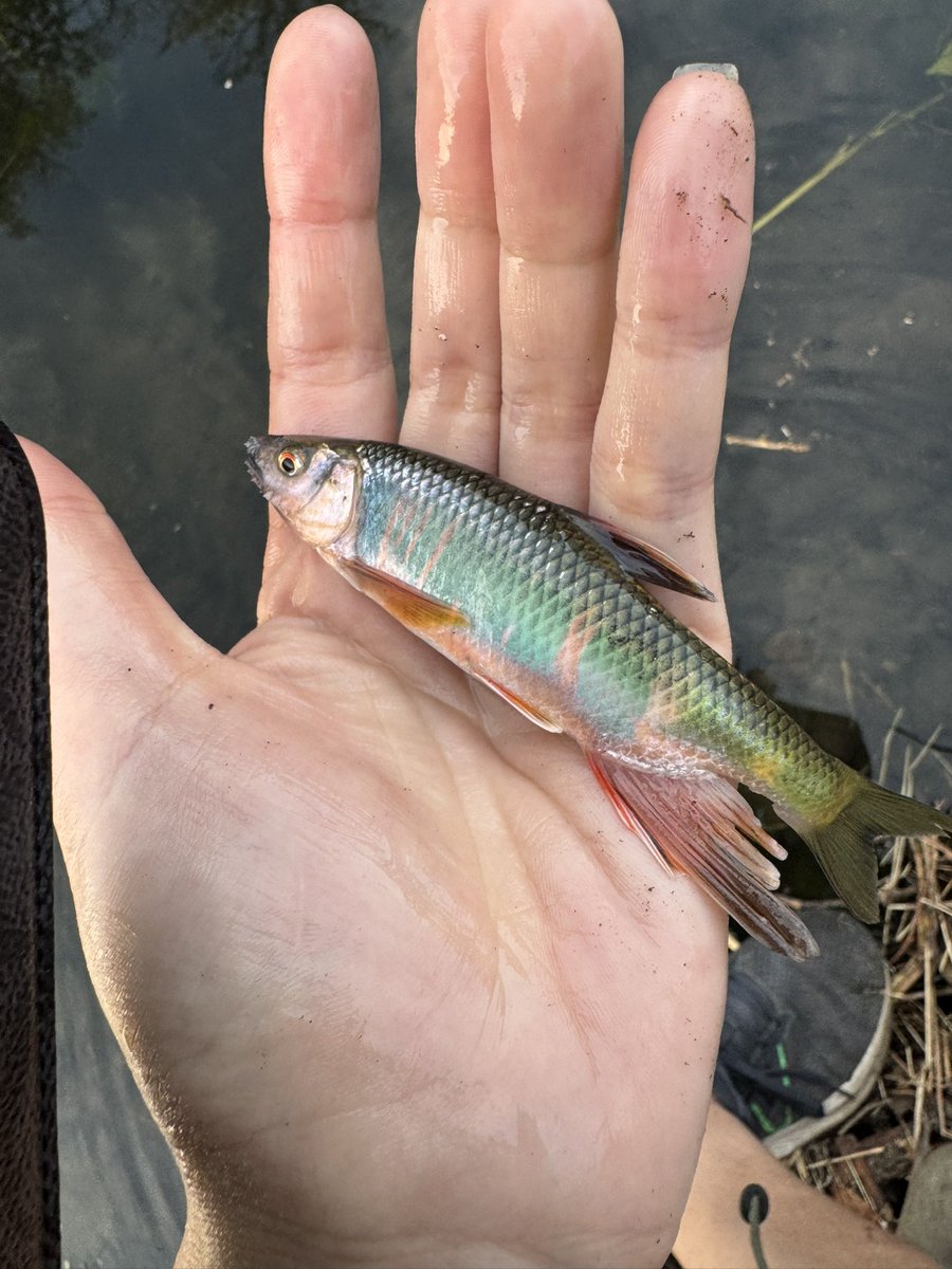 鸜雉（鳞翅目・蜻蜓爱好者・假蝇钓鱼） tweet media