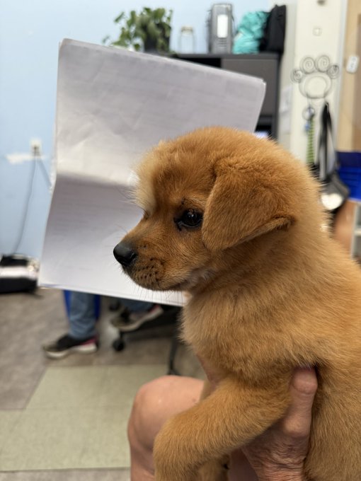 Watch WeRateDogs's leaked NSFW photo on TwXstars