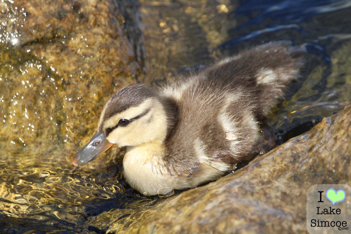 Little explorers 🐤🐥 on Lake Simcoe