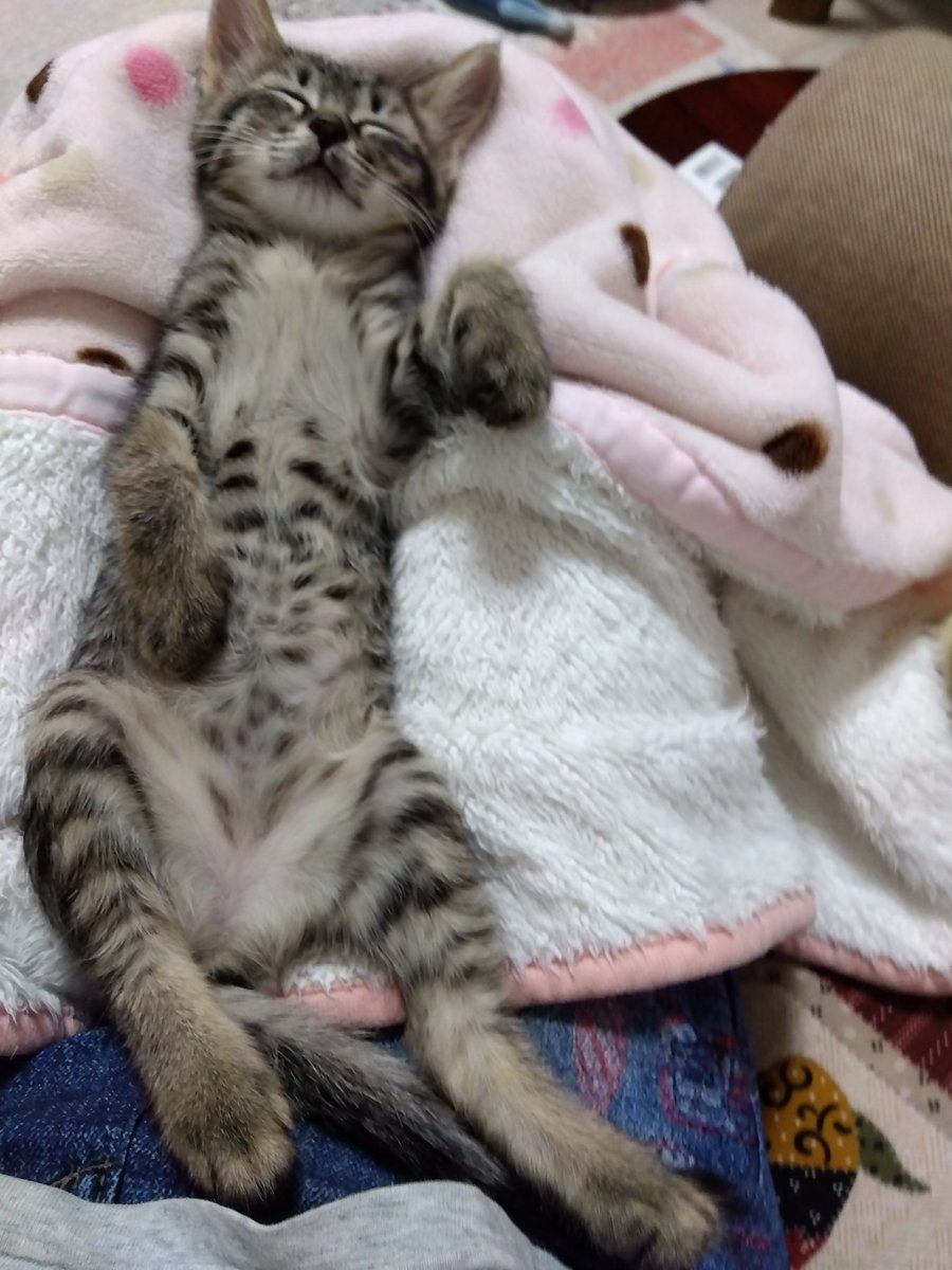 pekochan49571's tweet photo. おはようございます。
預かって3週間。元気いっぱいのルルちゃん。
初めてのへそ天ねんね。 https://t.co/oCM1Pb76m8