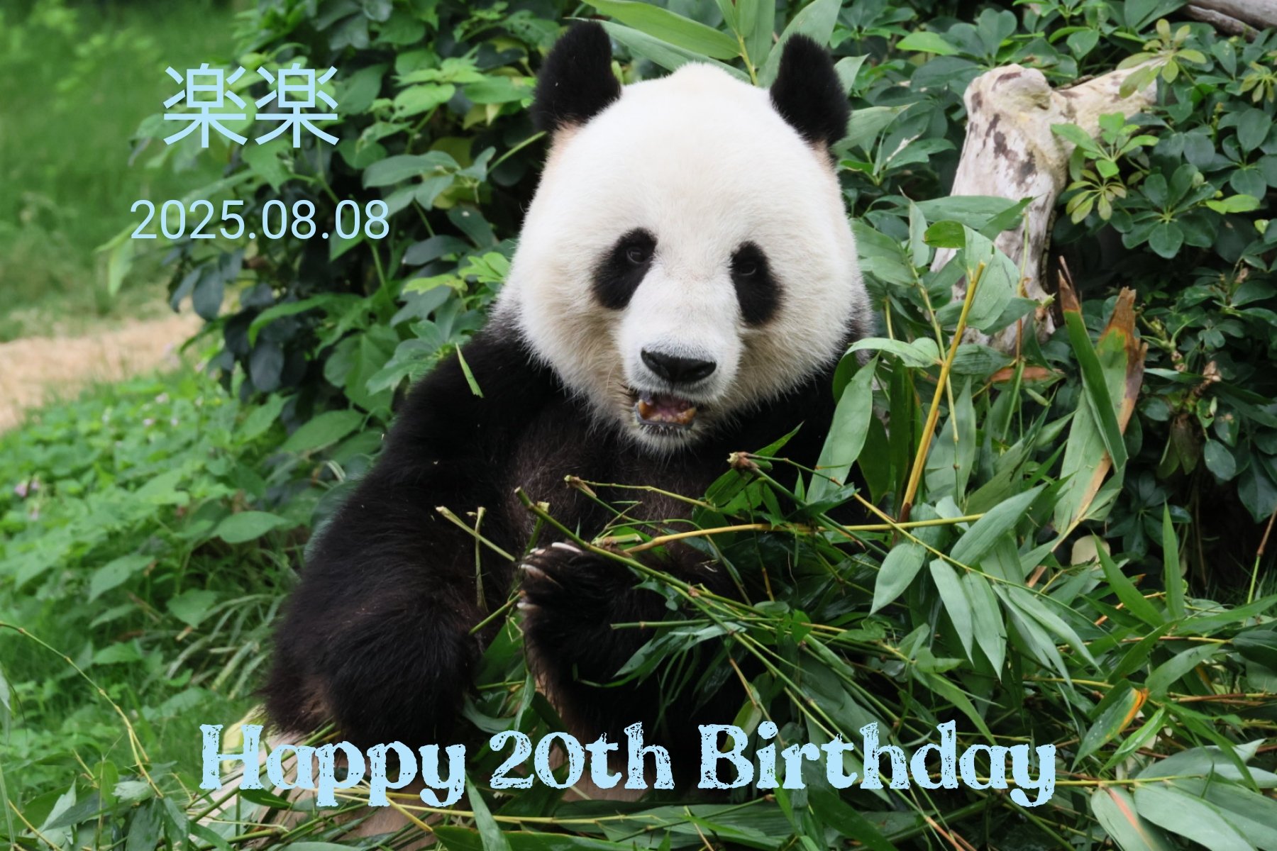 パンダページ Amazon.co.jp: Overglad パンダコパンダ 4色ボールペン&シャープ