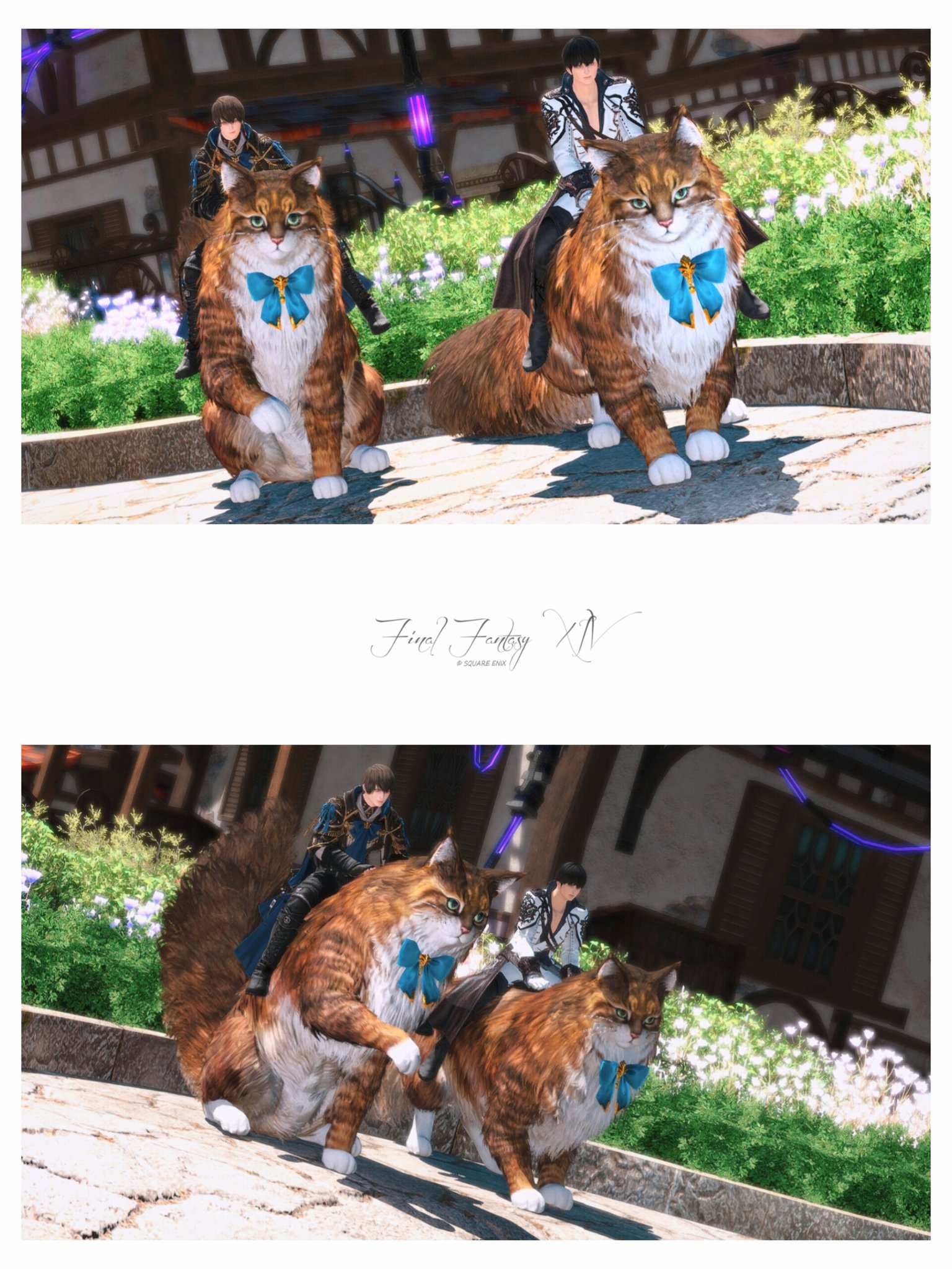 ねこ様 ねこ様 ＾＾