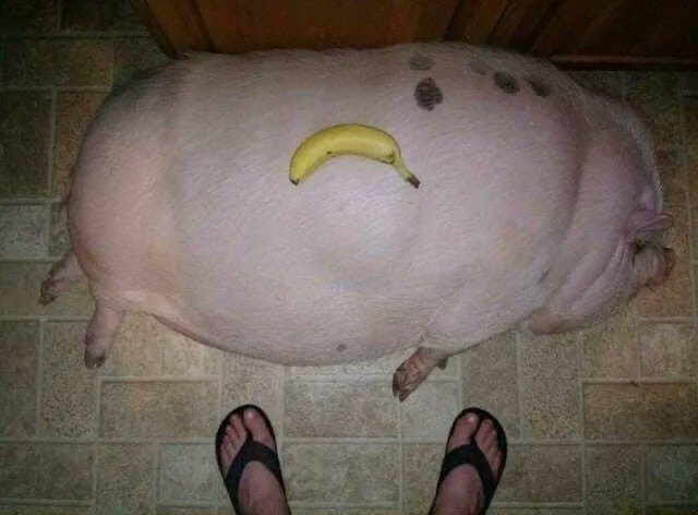 what sonic opinion got you like this?