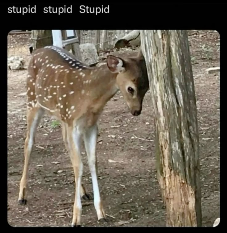 juniperdotcom's tweet image. 