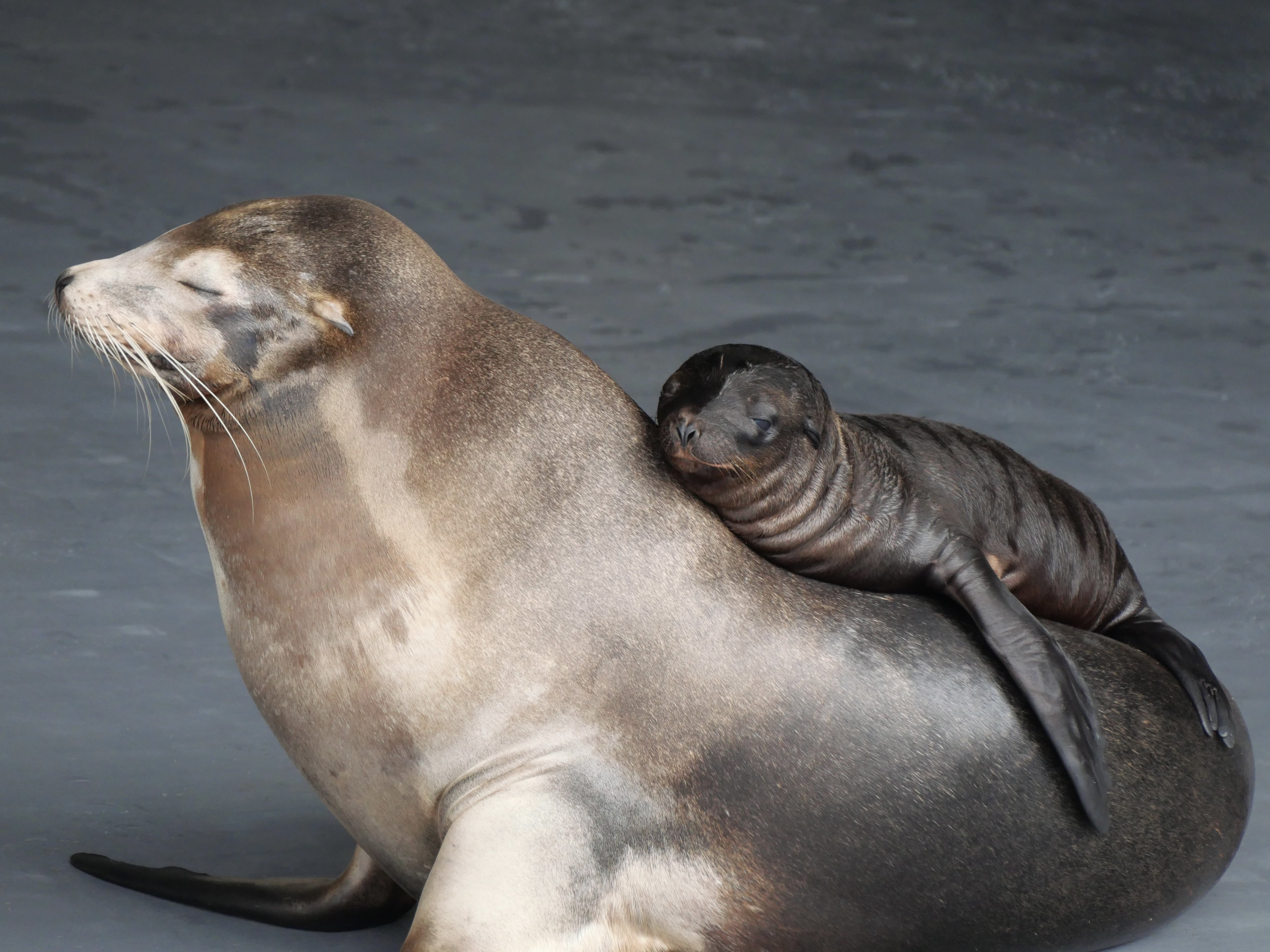 オウオウアシカ Amazon.co.jp: サンシャインシティ 水族館