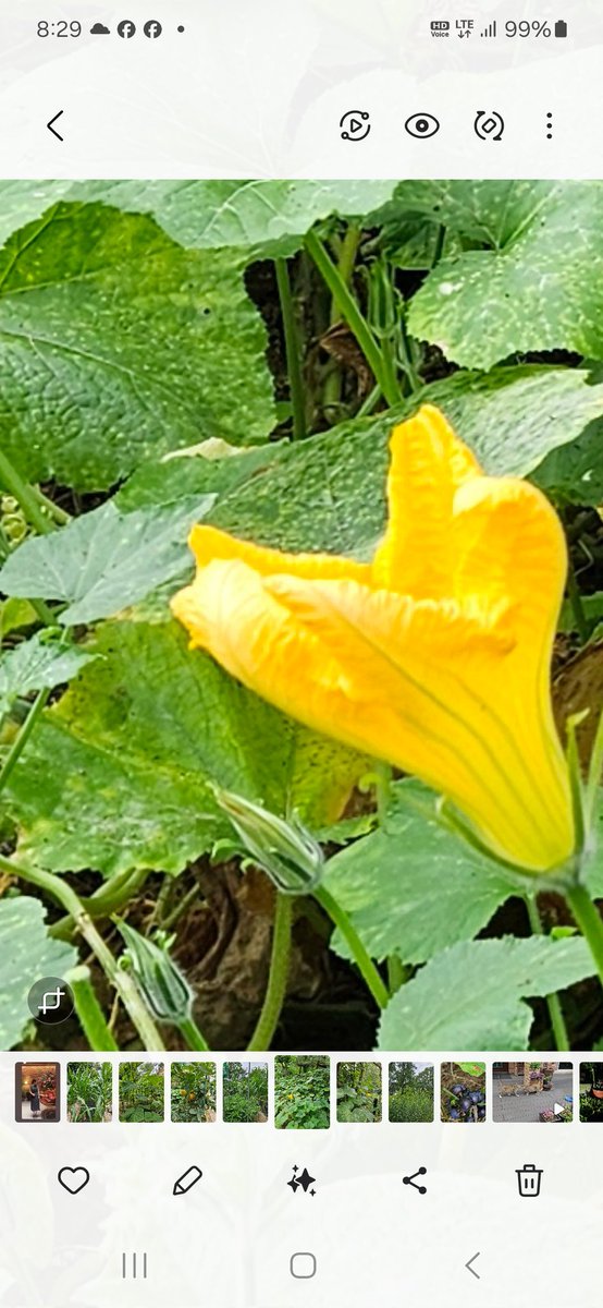 입추가 지나
가을이 기지개를 켜나보다
새벽녘 담을 넘어
방까지 휘돌아 나간건
분명 가을이었다
가을 그림을 어떻게 그릴까
구상 중인가
원래 말 수가 적은 
텃밭 호박꽃은 미동도 없이
하늘만 본다 
어디에 어떤 빛깔 그림을 그리던
거긴 시와 사랑이 번지듯 물들고
가슴엔 가득
가을이 담길 것이다