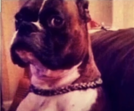 Echo's of The Multiverse tweet media